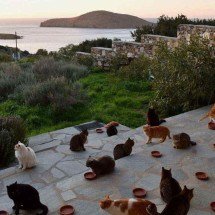 Emprego dos sonhos: cuidar de gatos em ilha paradisíaca com despesas pagas - God's Little People Cat Rescue / divulgação