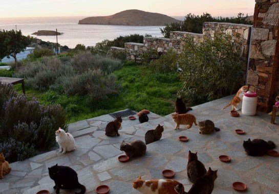 God's Little People Cat Rescue / divulgação