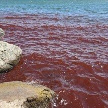 Mar da Galileia fica vermelho e reacende temores de ‘mau presságio’ bíblico - Israel Nature and Parks Authority