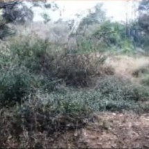 Corpo com pescoço cortado é encontrado em matagal da Grande BH - Redes sociais