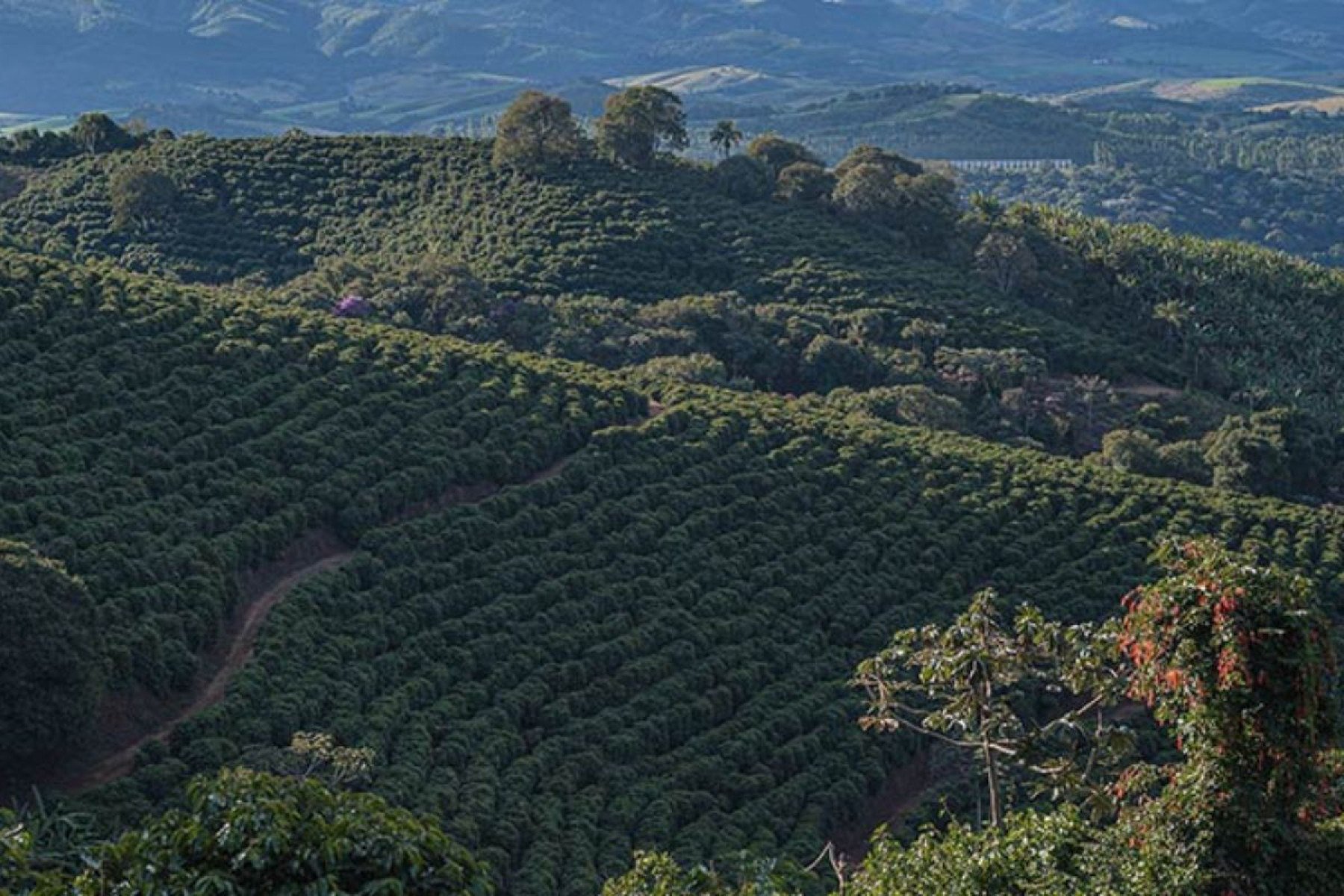 Fazenda Sertao -Divulgação Fazenda Sertao 