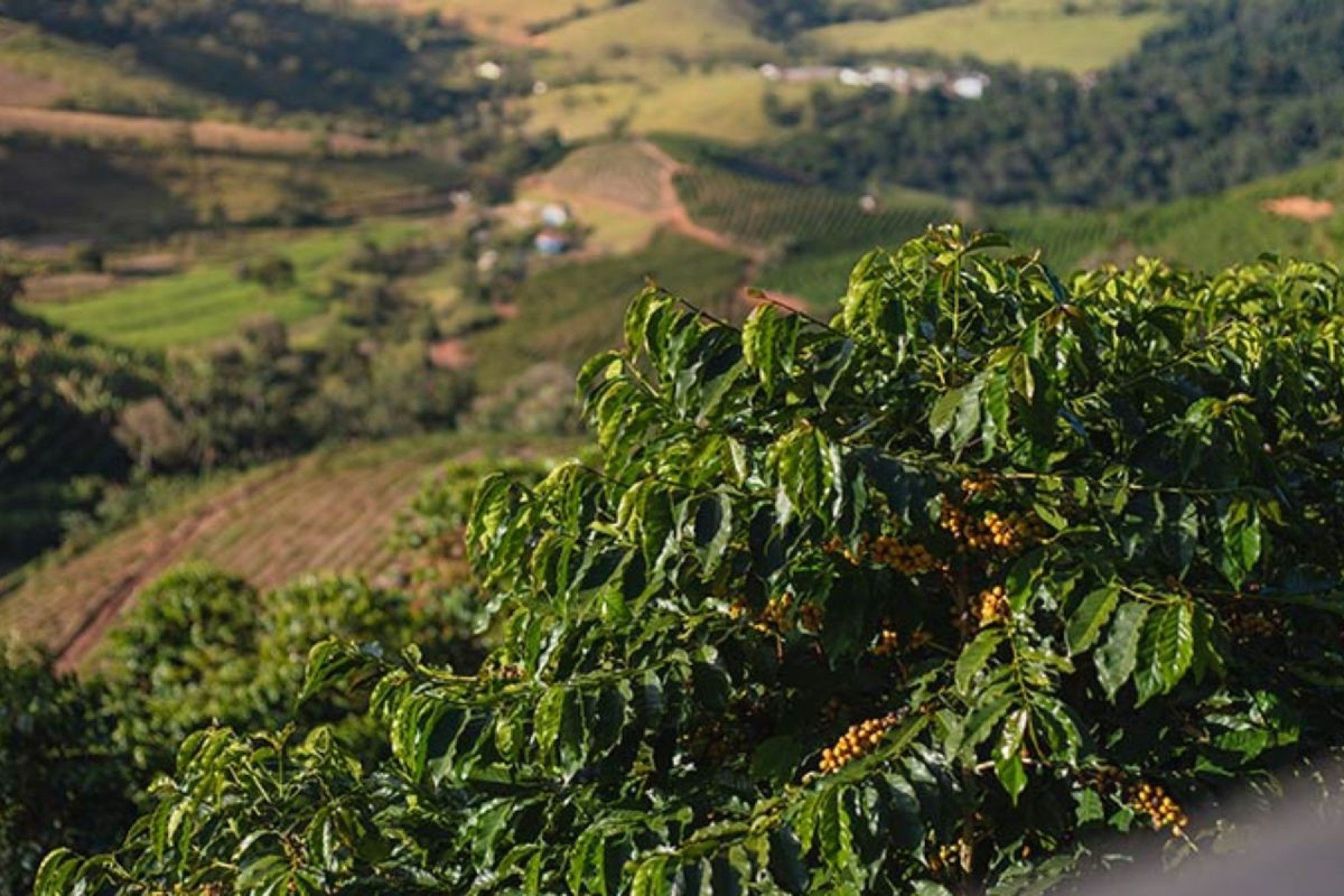 Fazenda Sertao -Divulgação Fazenda Sertao 