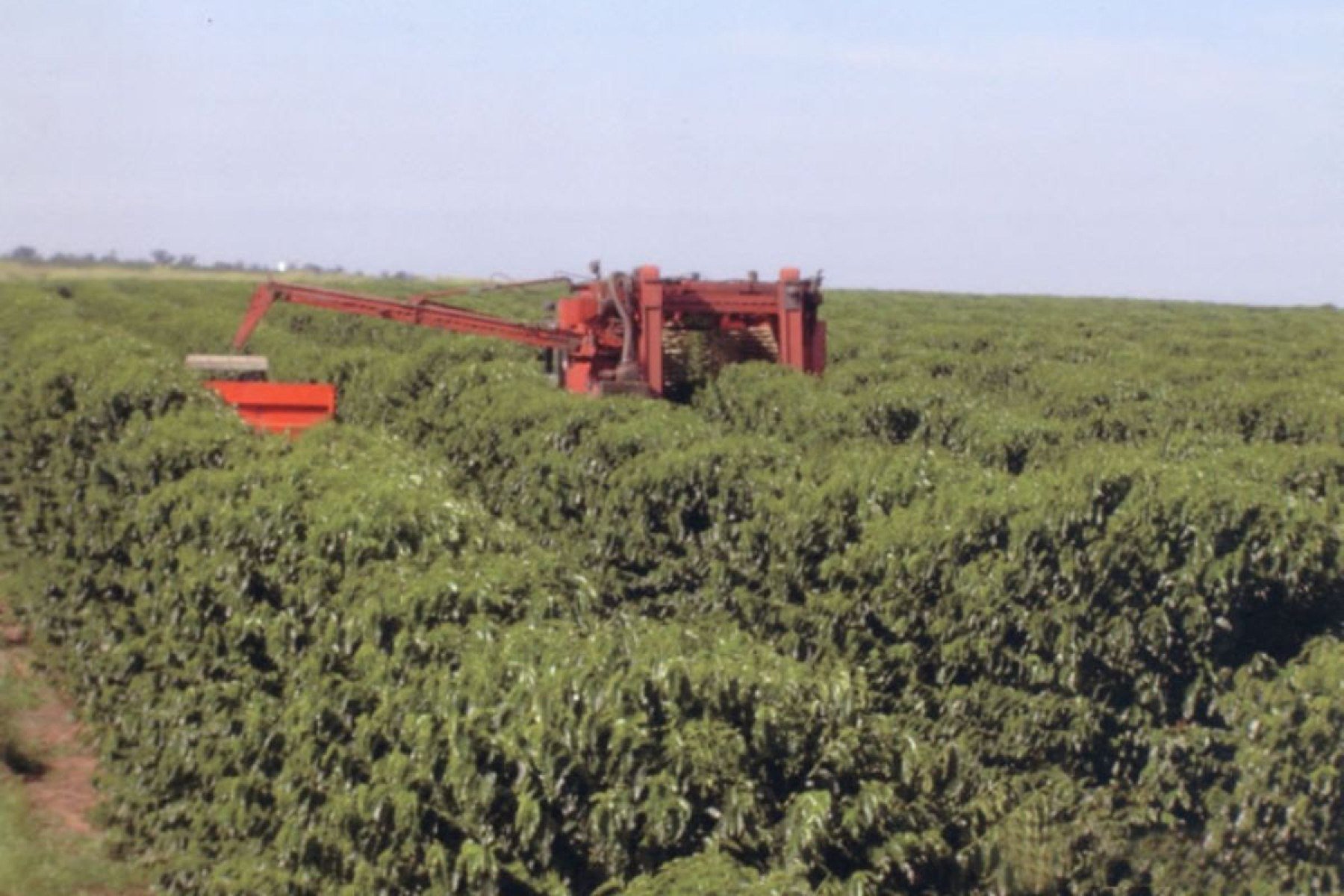 Fazenda Igurê Divulgação-Divulgação Fazenda Igurê Divulgação