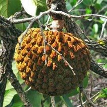 Conhece? Fruto do Cerrado tem aroma inconfundível e ajuda contra inflamações - - Divulgação iNaturalist