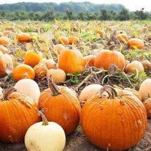 Sementes, polpa, casca: abóbora é utilidade em forma de fruto -  Imagem de Jill Wellington por Pixabay