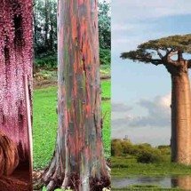 Maravilhas naturais! As árvores mais bonitas do mundo e o que elas têm de tão especial -  Montagem/Divulgação e Flickr Leo Boudreau e Bernard Gagnon/Wikimédia Commons