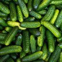 Saiba mais sobre o pepino, alimento pouco calórico que ajuda nas dietas - Imagem de Lukáš Jan?i?ka por Pixabay

