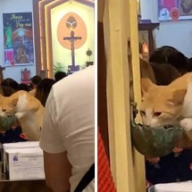 Gato é flagrado bebendo água benta em igreja - TikTok