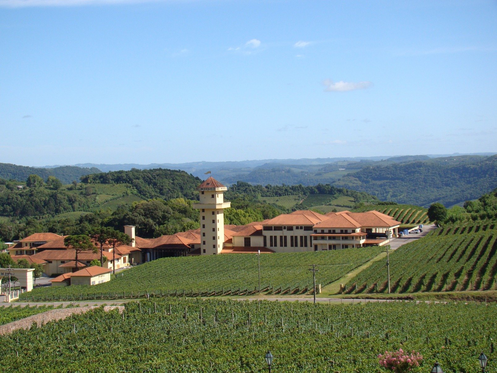 Plantação de uvas na Vinicola Miolo, em Bento Goncalves (RS)
      - Alfredo Duraes/EM