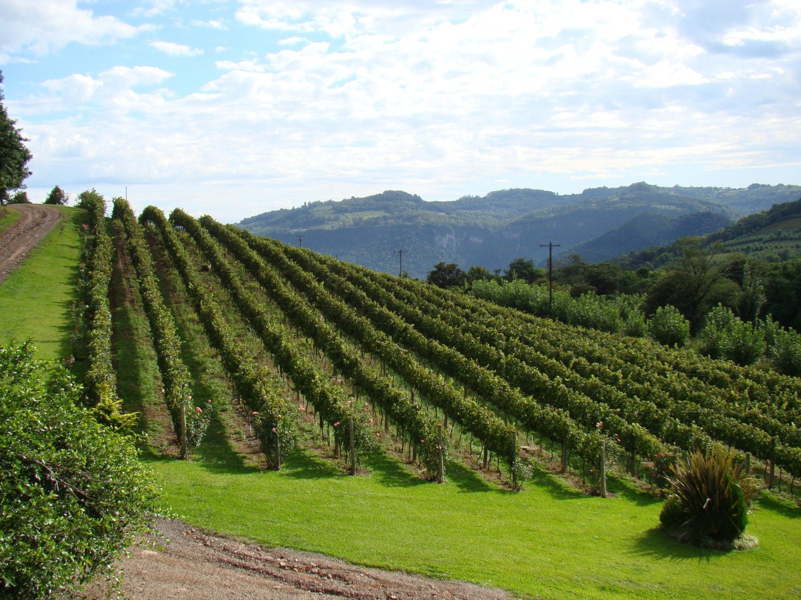 Vinicola Pizzato, em Bento Goncalves (RS).
      -Alfredo Duraes/EM