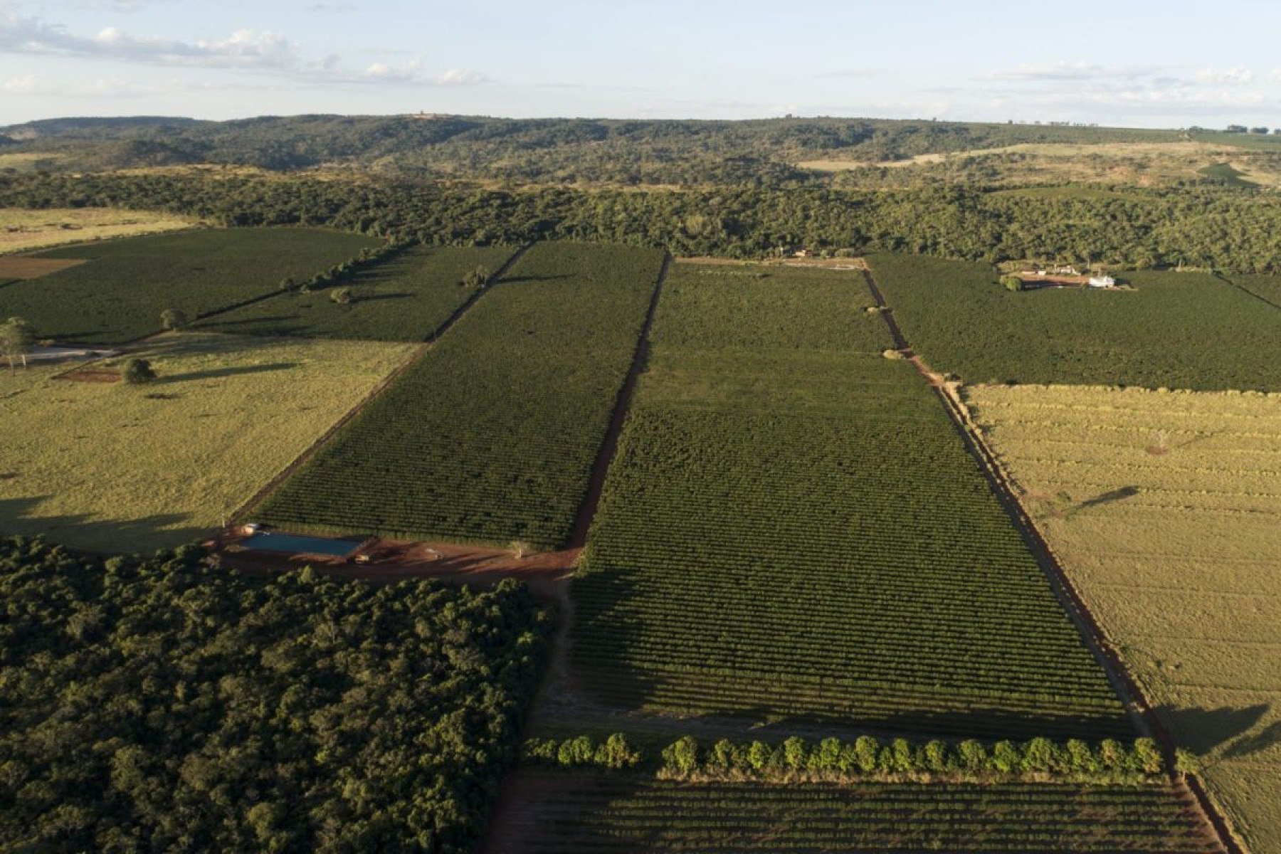 Fazenda Alado Café 