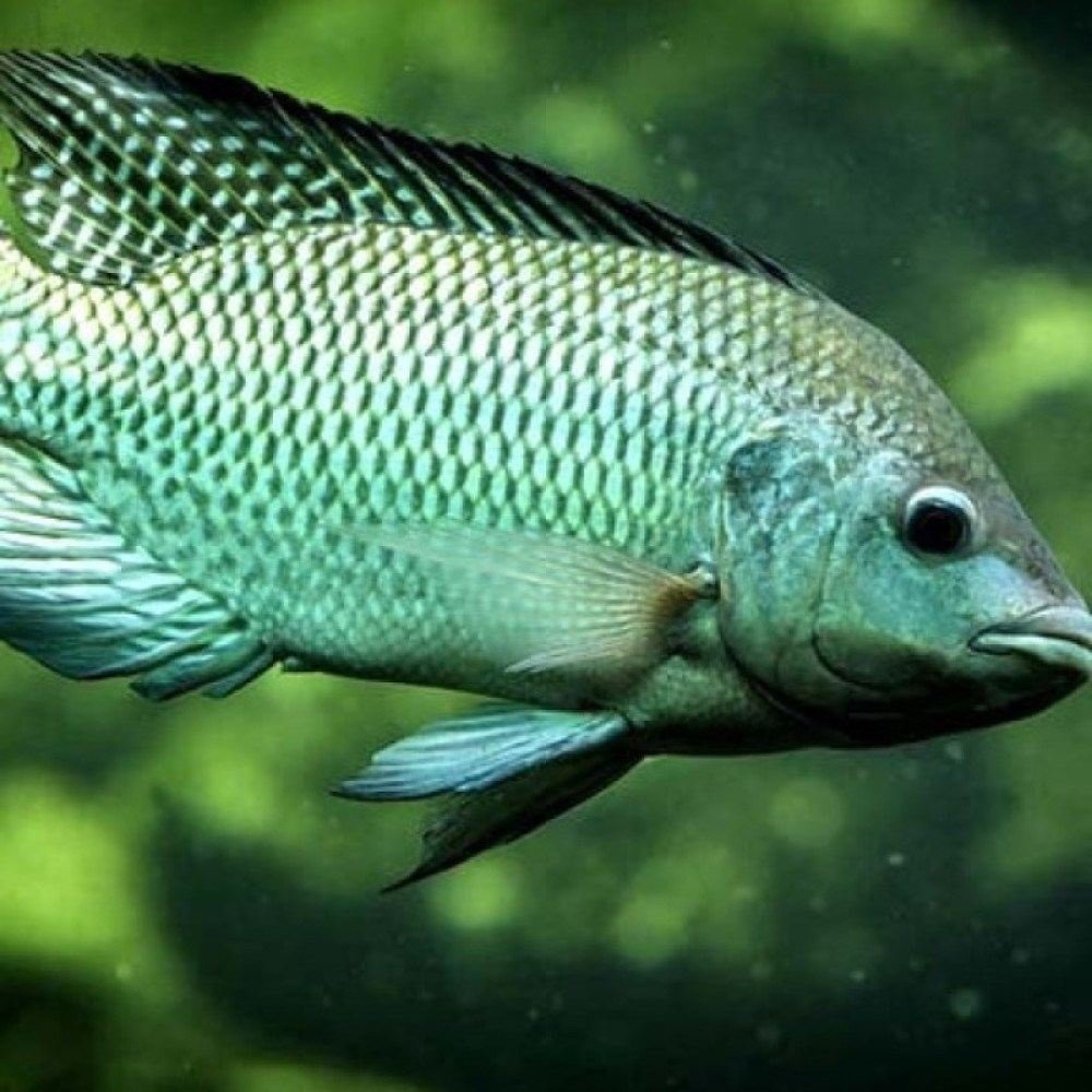 Magro e saudável: como incorporar o pescado à refeição - PietervH - Flickr