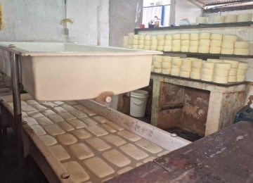 Além dos queijos, 1.800 litros de leite e lenha nativa armazenada de forma irregular foram encontrados pela Polícia Militar de Meio Ambiente e por fiscais do Instituto Mineiro de Agropecuária (IMA) -  (crédito: Polícia Militar de Meio Ambiente / Divulgação)