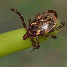 Dicas de como se livrar dos carrapatos: Brasil tem 230 tipos -  Flickr Maria Ogrzewalska
