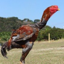 Aves gigantes botam ovos de R$ 1 mil a dúzia - Divulgação