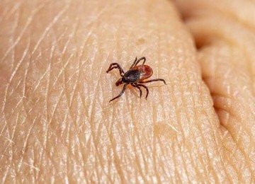 Já para remover os carrapatos da pele, deve-se use luvas de látex ou borracha para proteger as mãos antes de retirá-los. -  (crédito: Imagem de Erik Karits por Pixabay)