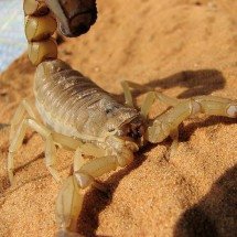 Cuidado! Bichos no Brasil que matam por envenenamento - janeb13 pixabay