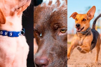 Cada vez mais os cachorros ocupam um espaço na família como de filhos e, com isso, os cuidados com a saúde deles aumentam. Por isso, veja essas dicas muito importantes, que foram baseadas pelo site "perito animal". -  (crédito: Montagem Flipar)
