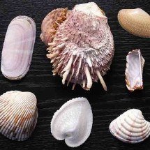 A importância das conchas para o ecossistema marinho; veja -  - Creative Commons