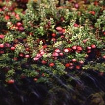 Têm seu valor: veja dicas para aproveitar frutas azedas - Keith Weller  wikimedia commons