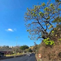 Pequizeiros: entre a proteção e a expansão imobiliária - Leandro couri/EM/D.A Press