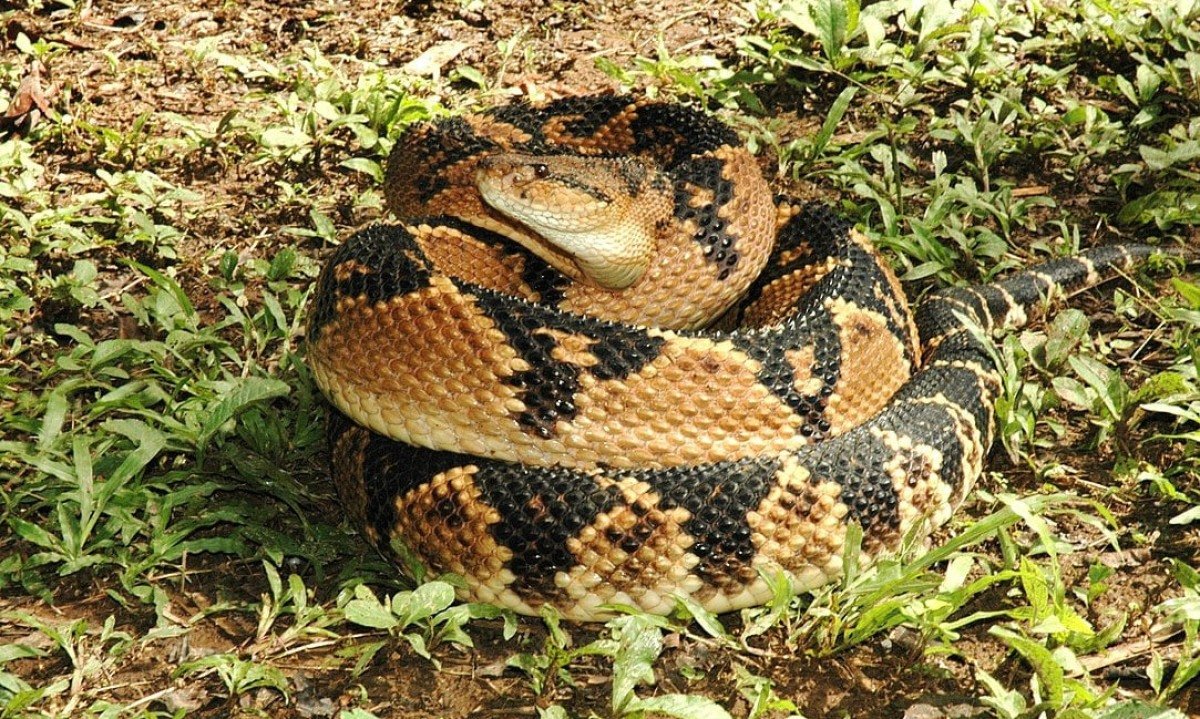  Surucucu pico-de-jaca - &Eacute; a maior cobra venenosa da Am&eacute;rica: at&eacute; 3m de comprimento. Tem manchas pretas em formato de losangos. A ponta da causa tem escamas e a extremidade que faz lembrar um espinho. Seu veneno causa hemorragias