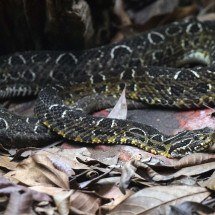 Como a ciência usa o veneno de animais para criar remédios - Miguelrangeljr wikimedia commons 