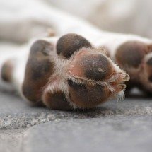 Leishmaniose: doença pode ser fatal em até 90% dos casos quando não tratada - freestockcenter/FreePik