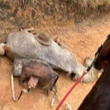 Homem confessa mutilação de cavalo em Bananal e alega que estava embriagado