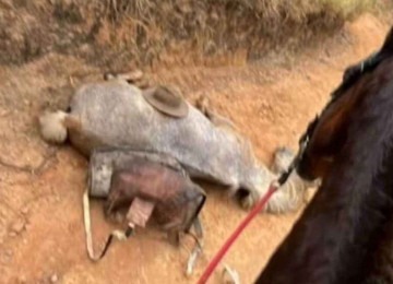 Cavalo mutilado gerou revolta nas redes sociais -  (crédito: Redes sociais)