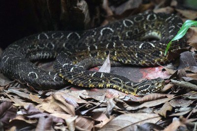  Jararaca-Cruzeira -  Pode medir até 1,15 metro de comprimento. Tem tonalidades cinza e marrom com manchas triangulares no corpo. Seu veneno causa dor aguda, vômitos e desmaios -  (crédito: Miguelrangeljr wikimedia commons )