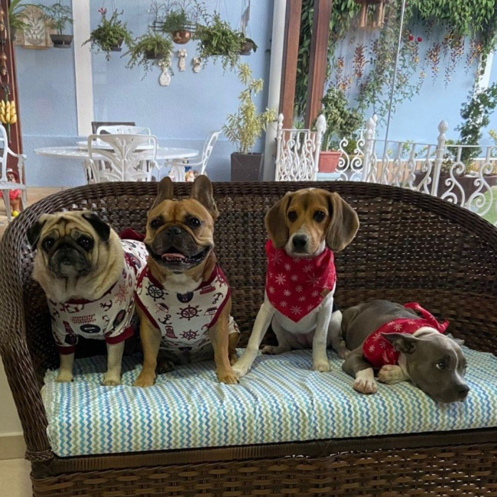 Cães