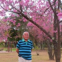 Lição de Haruji Miura: vida é breve e efêmera como a florada da cerejeira - Arquivo pessoal