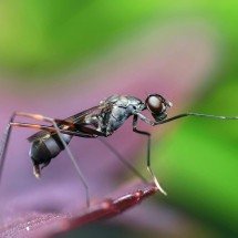 Dia Mundial do Mosquito: saiba as doenças mais comuns transmitidas por eles - Reprodução/Pexels