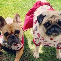 Quando o ronco dos pets é anormal? - Arquivo pessoal/Divulgação