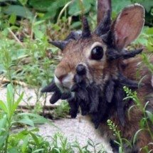 ‘Coelhos Frankenstein’ com tentáculos e chifres intrigam redes sociais - Redes sociais