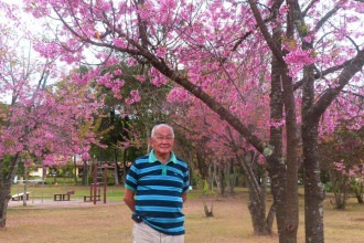 Lição de Haruji Miura: vida é breve e efêmera como a florada da cerejeira