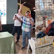 Galo com mais de 1 metro é leiloado por R$ 14 mil em Minas Gerais - Arquivo pessoal
