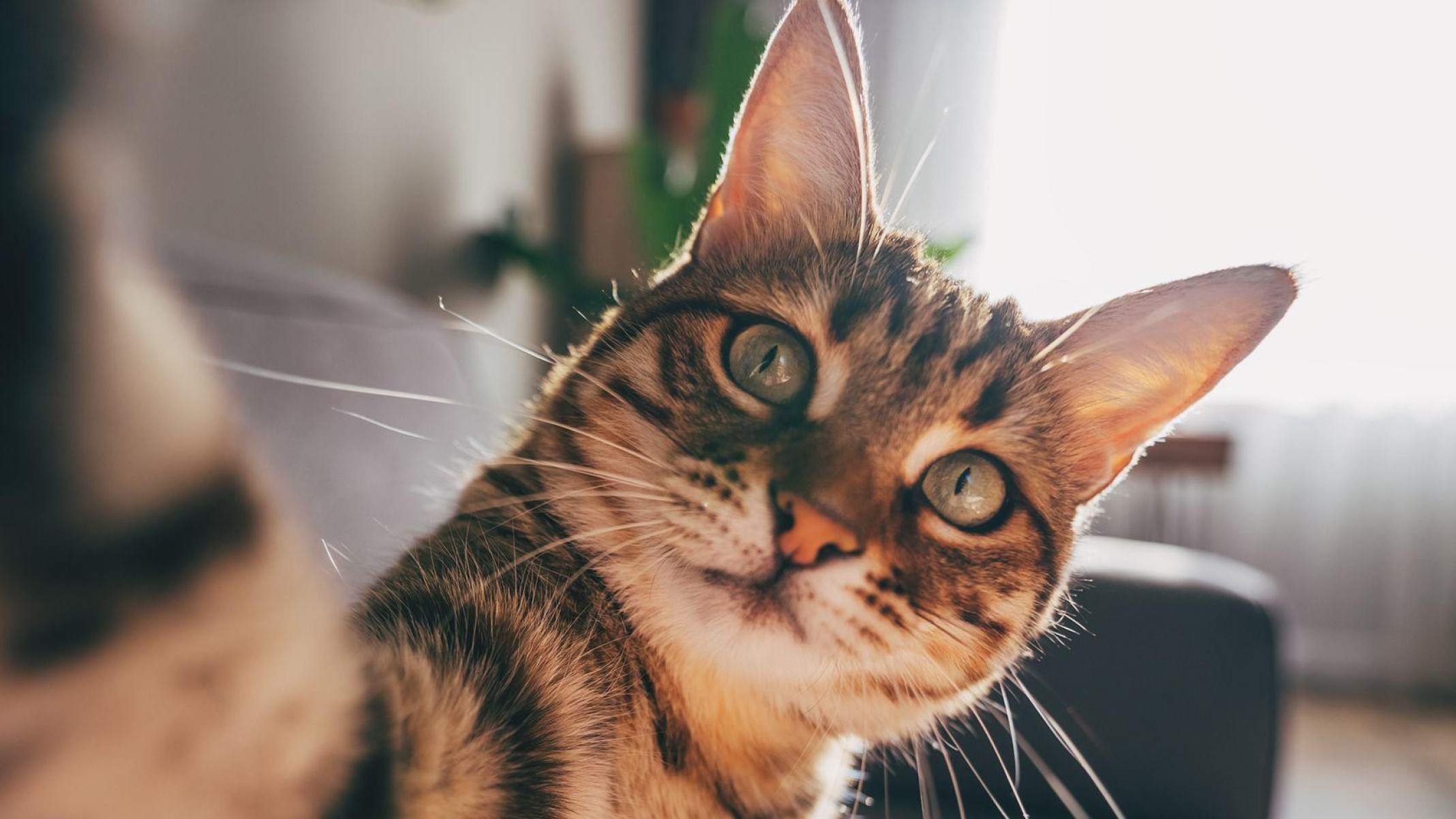 Como gatos com demência podem ajudar a encontrar novos tratamentos para o Alzheimer - University of Edinburgh