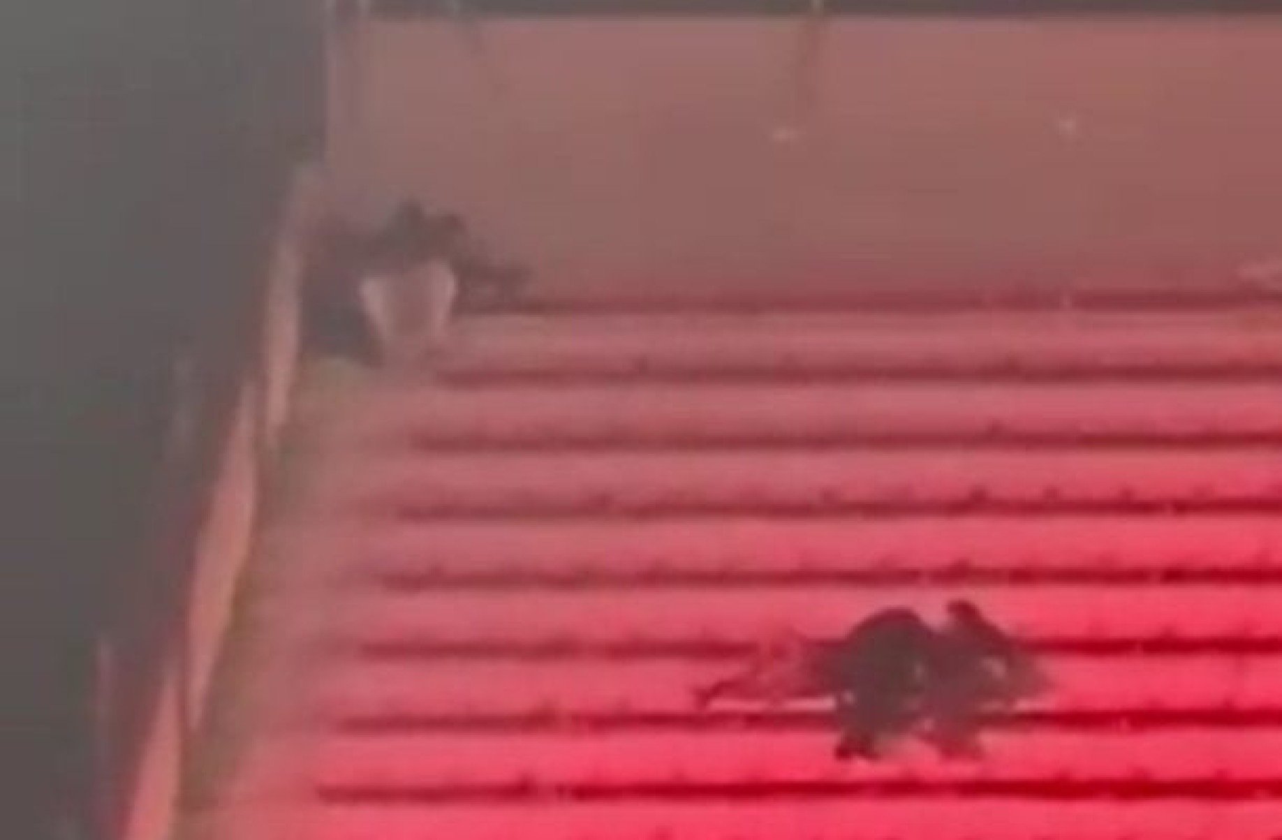 Linchamento em Avellaneda escancara falhas e caos na Copa Sul-Americana; veja vídeo