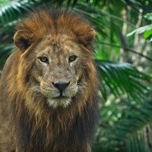 Por que os animais do zoológico de BH são alimentados com coração de boi - Reprodução/Pexels