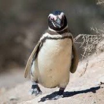 Mais de 650 pinguins-de-magalhães são achados mortos no litoral de SP em uma semana - Animalia