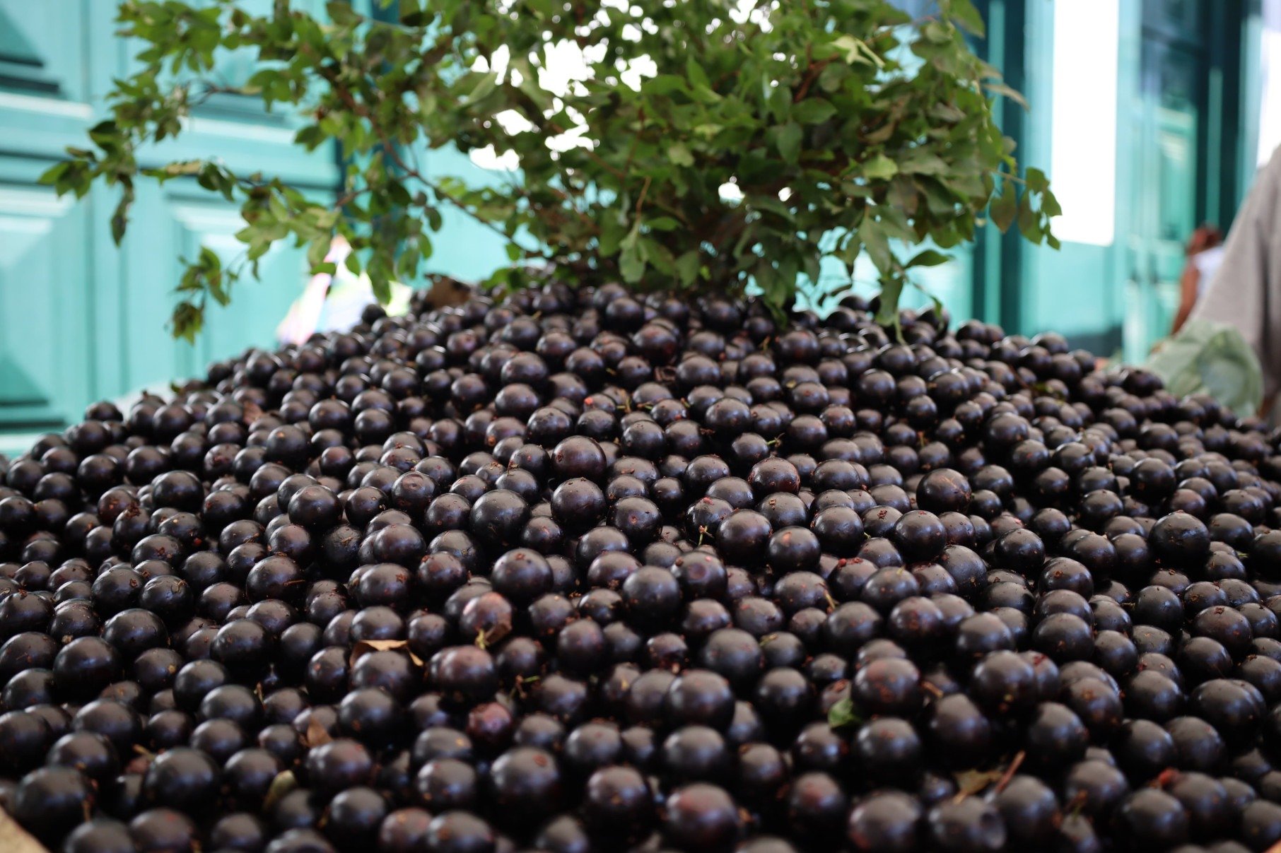 Festival de Jabuticaba em Sabar.., que em 2025 dever.. acontecer em outubro
    - 18/03/2025 Cr..dito: Max Lana/ Prefeitura de Sabar.. 