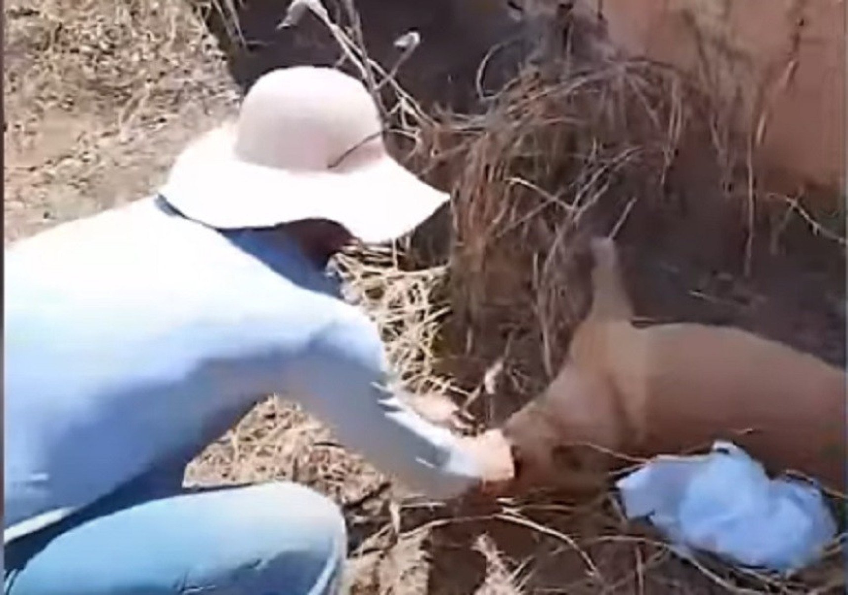 Cachorro é encontrado morto após ser amordaçado e ficar sob calor