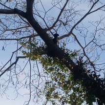 Cão escala árvore, fica preso a 10 metros de altura e precisa ser resgatado - Divulga&ccedil;&atilde;o CBMMG
