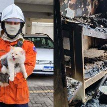 Gato de estimação é resgatado de prédio com apartamento em chamas - Divulgação/Corpo de Bombeiros