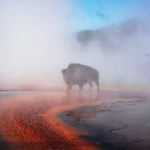 'Derreteu' no lago fervente: Turistas ficam chocados com morte terrível de bisão - Reprodução/Facebook/Louise Howard