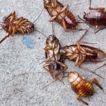 Pessoas que sentem cheiro de barata têm uma habilidade rara no DNA - depositphotos.com / Successo images