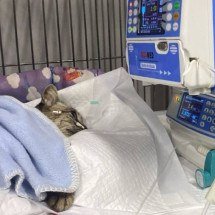 Idoso de 70 anos é indiciado por morte de gata enforcada com barbante em MG - PCMG/Divulgação