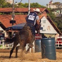 Cavalos Campolina vão tomar conta de BH em exposição gratuita na Gameleira - Divulgação/Acervo Associação Brasileira dos Criadores do Cavalo Campolina